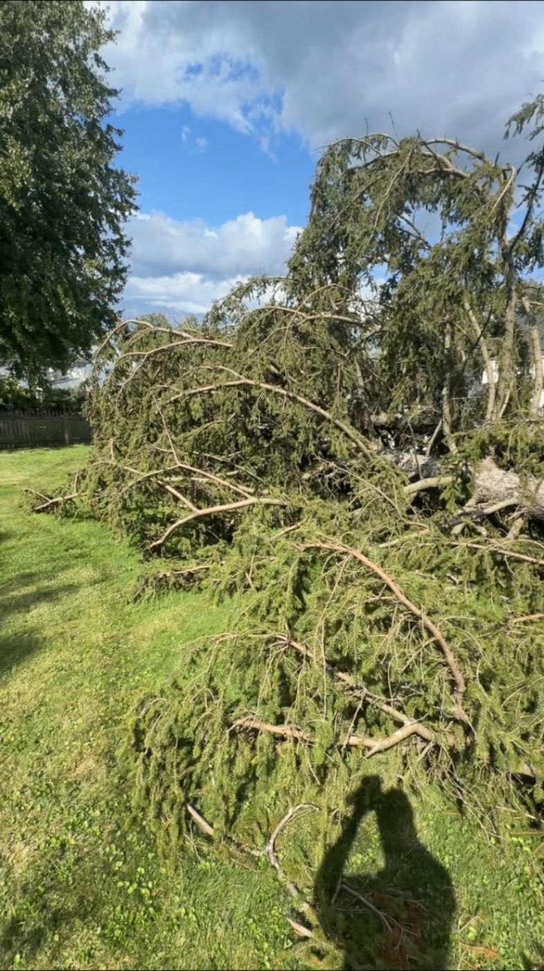 Fallen evergreen tree and large branches on a residential lawn